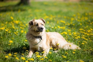 Фил-серьёзный пес ищет дом! #1473907