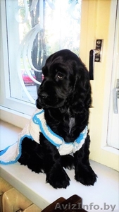  щенок английского кокер спаниеля #1476757