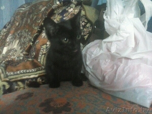 Отдам котенка в дар! #1478963