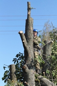 спил дерева любой сложности. #1481563