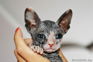 продажа сфинксов #1476291