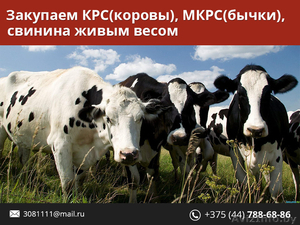 Закупаем КРС живым весом. #1480125