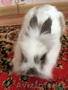 Продаю декоративных мини крольчат (белый)  #1482982