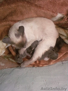 Отдам полусиамских полукровок котят в добрые руки  #1481263