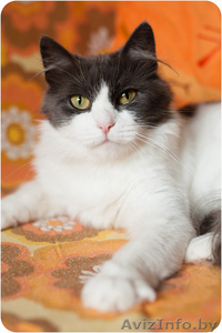 Габби кошечка в дар #1473539