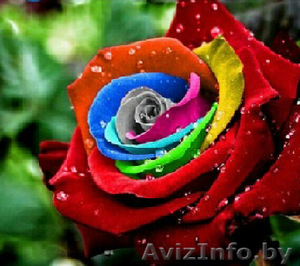 Гуглроза! Чудо генной инженерии!  #1482792