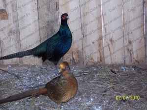 Продам фазанов охотничьих #1486506