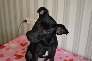 Адель ищет дом  #1484742