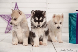 Щенки хаски всех цветов.питомник #1485706