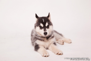 Хаски щенки от чемпионов. Импортные крови. #1485707