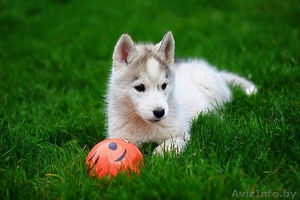 Хаски Щенки - Настоящие волчата. Недорого #1485708