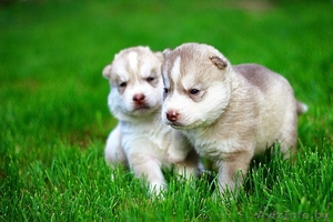 Щенки хаски питомник LEKDEIRI #1485709