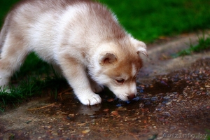 супер щенки Хаски - рассрочка и доставка #1485713