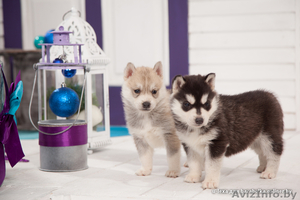 Щенки Хаски высокопородные шикарные щенки #1485716