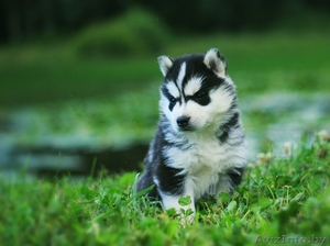 Щенки Хаски шоу класса. Шикарные щенки питоминк LEKDEIRI #1485717