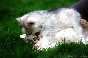 Щенки хаски из питомника #1485723