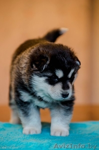 Щенки хаски с документами #1488890