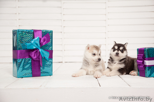 Щенки хаски всех цветов из профессионального питомника #1488896