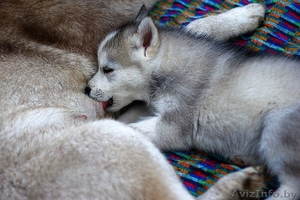 Хаски Щенки - недорого #1488897