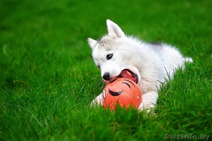 супер щенки Хаски со всеми документами #1488898