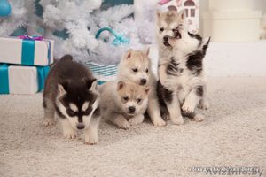 Щенки хаски волчата #1488901