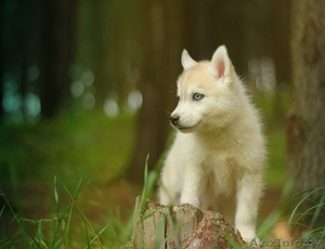 Девочки и мальчики щенков Хаски всех окрасов #1488902