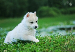 Шикарные щенки Хаски высокого породного уровня из питоминка #1488903