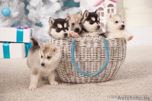 Щенки хаски всех цветов #1488907