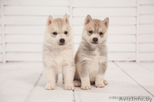 Хаски щенки от чемпионов #1488908