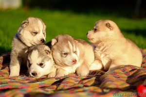 Хаски Щенки - импортные крови #1488909