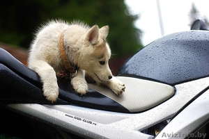 милые щенки породы сибирской хаски #1488913