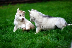 настоящие хаски щенки,  недорого #1488916