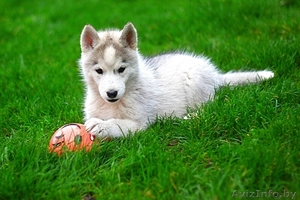 малыши хаски ждут своего хозяина #1488918