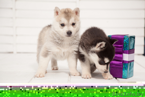 хаски в Гомеле #1488920