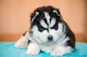 Девочки и мальчики щенки хаски всех окрасов #1488921