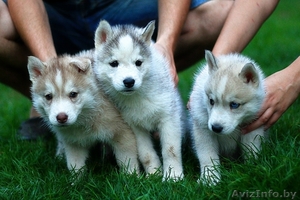 Щенки хаски с родословной из прфессионального питомника. #1488924