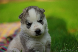 Хаски Щенки - недорого различный окрас #1488925