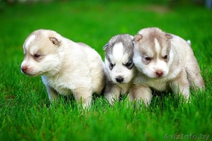 щенки хаски милые высокопородистые #1488926