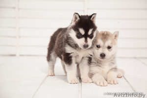 высокопородные шикарные щенки Хаски с шикарной родословной #1488927