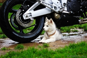 хаски всех окрасов в Витебске #1488928