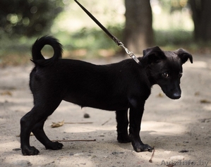 Позитивный щенок (девочка) в добрые руки #1493210