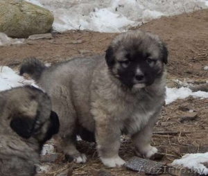 Продаю щенков кавказской овчарки #1484248