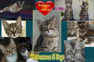 Волонтёрская группа предлагает котят в дар #1485624