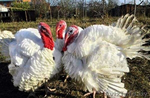 Суточные и подрощенные индюшата Биг-6. #1493129