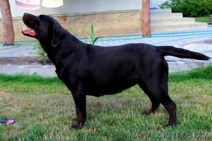  лабрадора ретривера #1401152