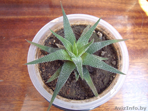 Хавортия детки продаю #1487354