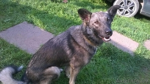 Грэй - добряк ищет новый дом и любящих хозяев! #1486360