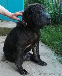 собаку в добрые руки #1490379