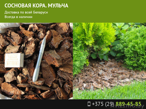 Сосновая кора. Мульча. #1491463