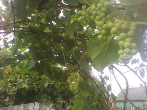 Продам саженцы винограда ,  в наличии боле 40 ка сортов винограда . #1488740